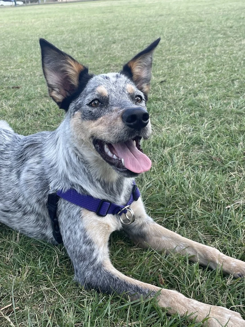 Galaxy enjoying the grass in her purple harness