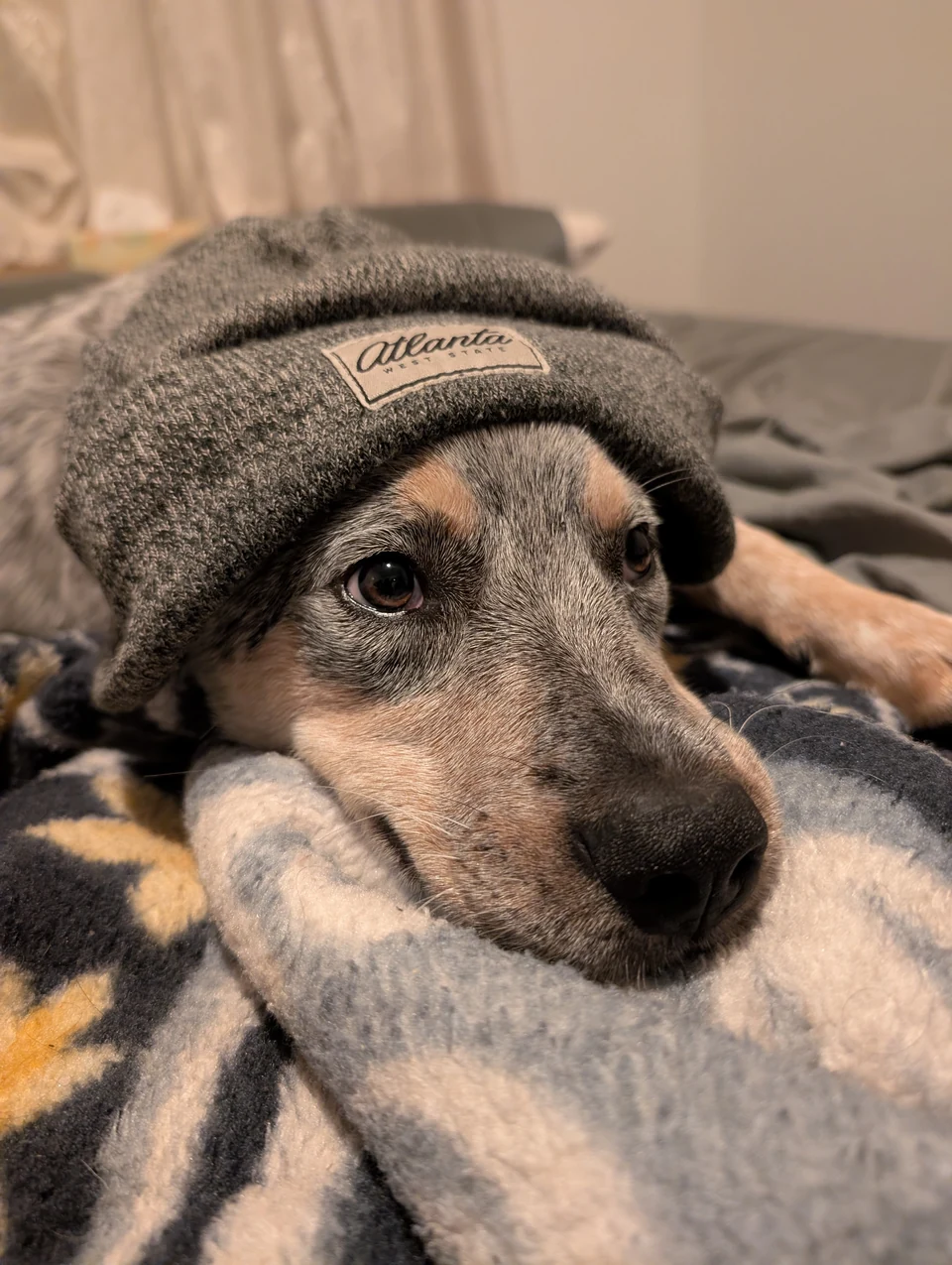 Galaxy as a puppy, tucked into a knitted hat