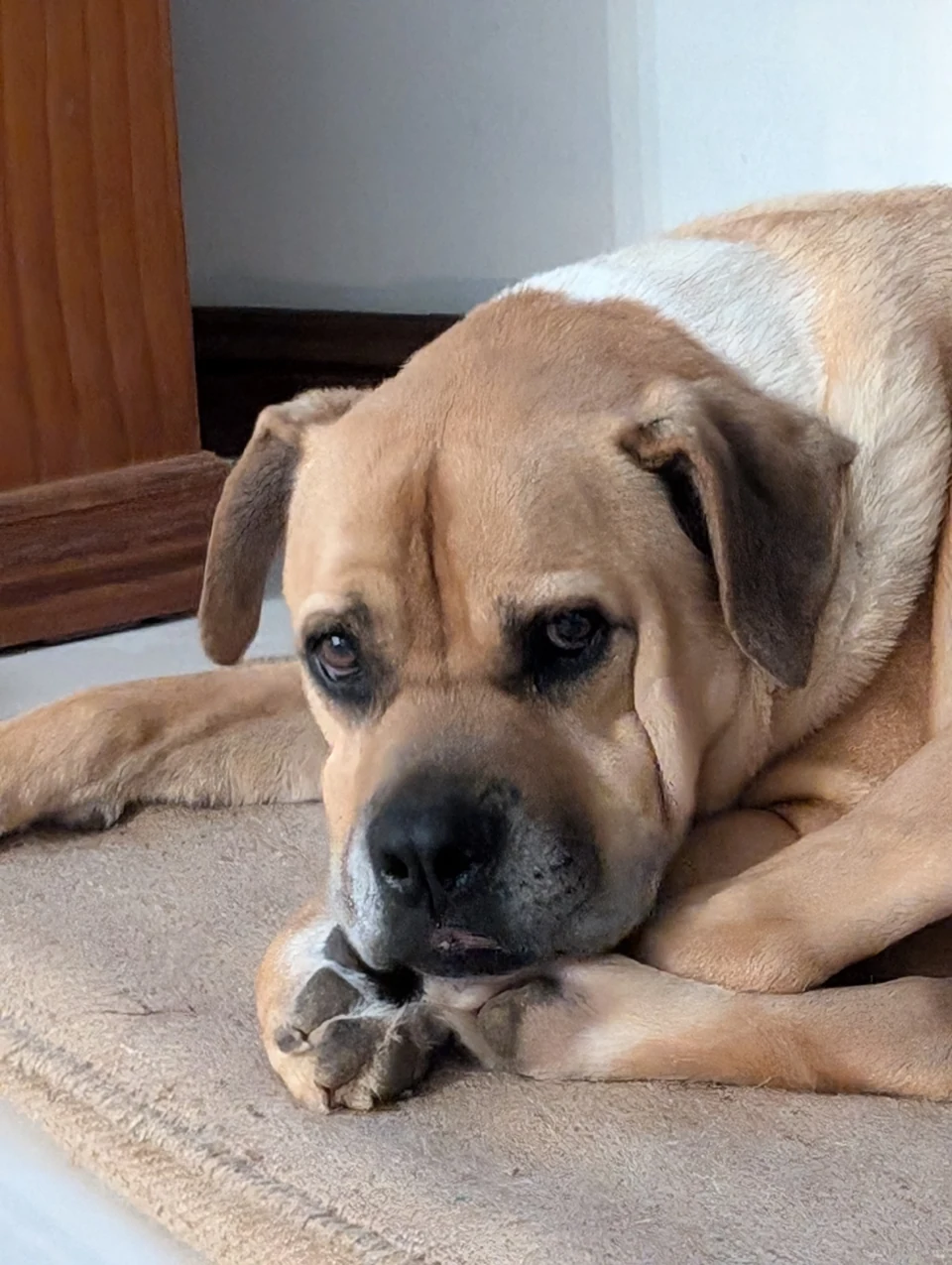 Zeus resting at home